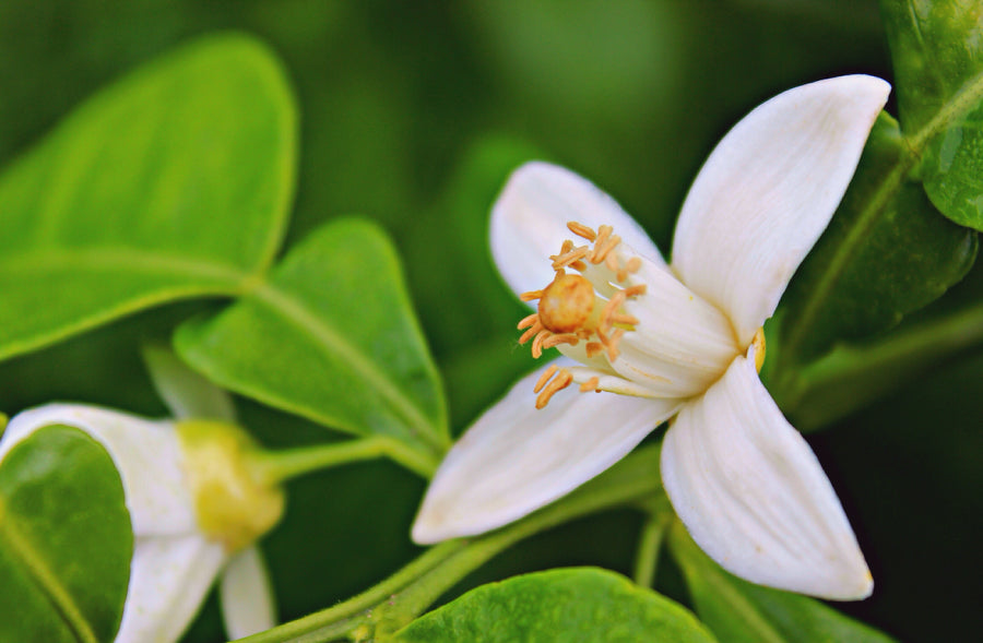 Olejek Neroli - cud do pielęgnacji skóry i wzmacniacz serotoniny